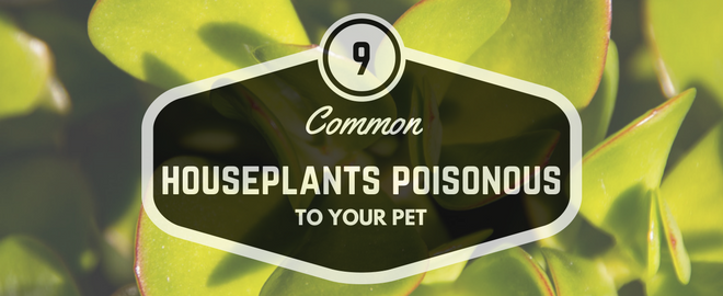 common-houseplants-poisonous-to-your-pet