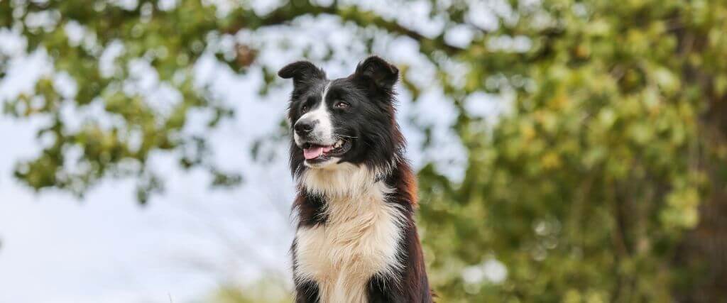 Dog outside in the grass, allergens could trigger dog asthma