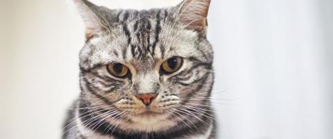 American Shorthair Cats Breed