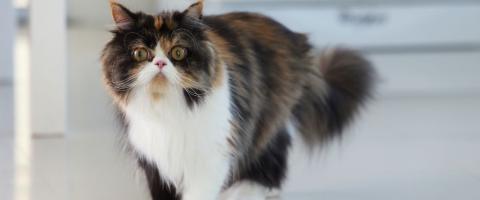 Persian Cat Breed