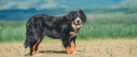 Bernese Mountain dog breed page, GeniusVets.